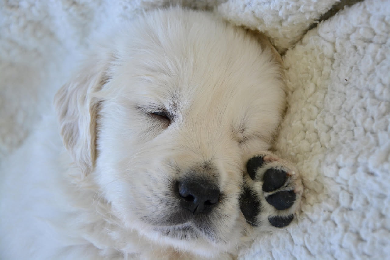 Come abituare il cucciolo alla notte da solo: i consigli