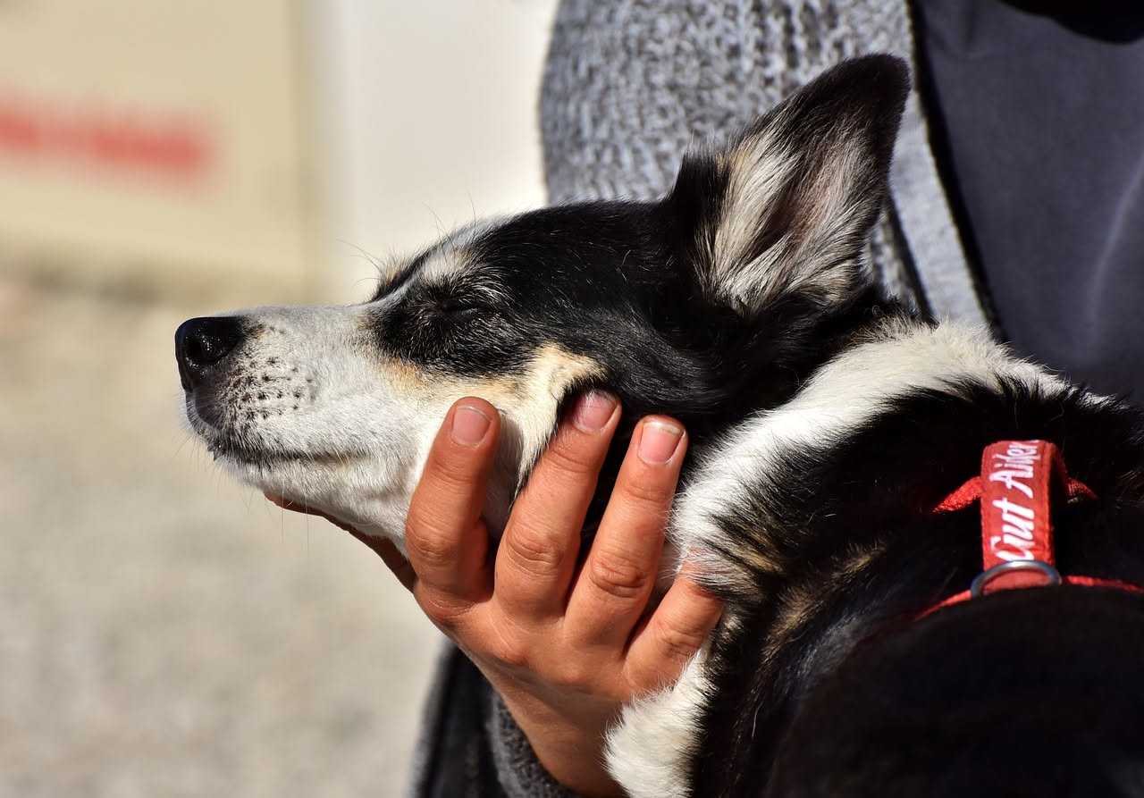 Come abituare il cane al veterinario senza stress: i consigli