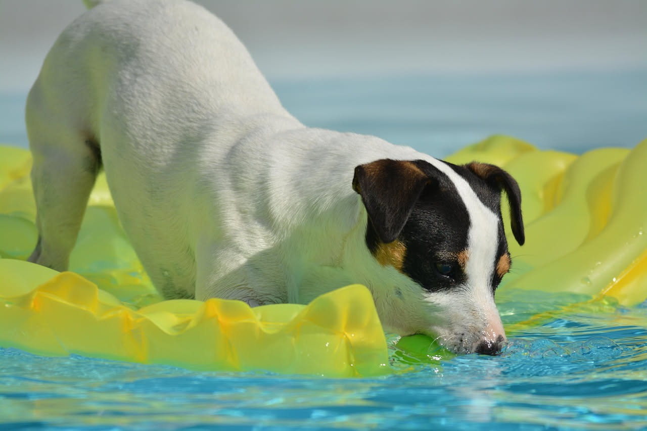 Come abituare il cane all'acqua e al nuoto: la guida