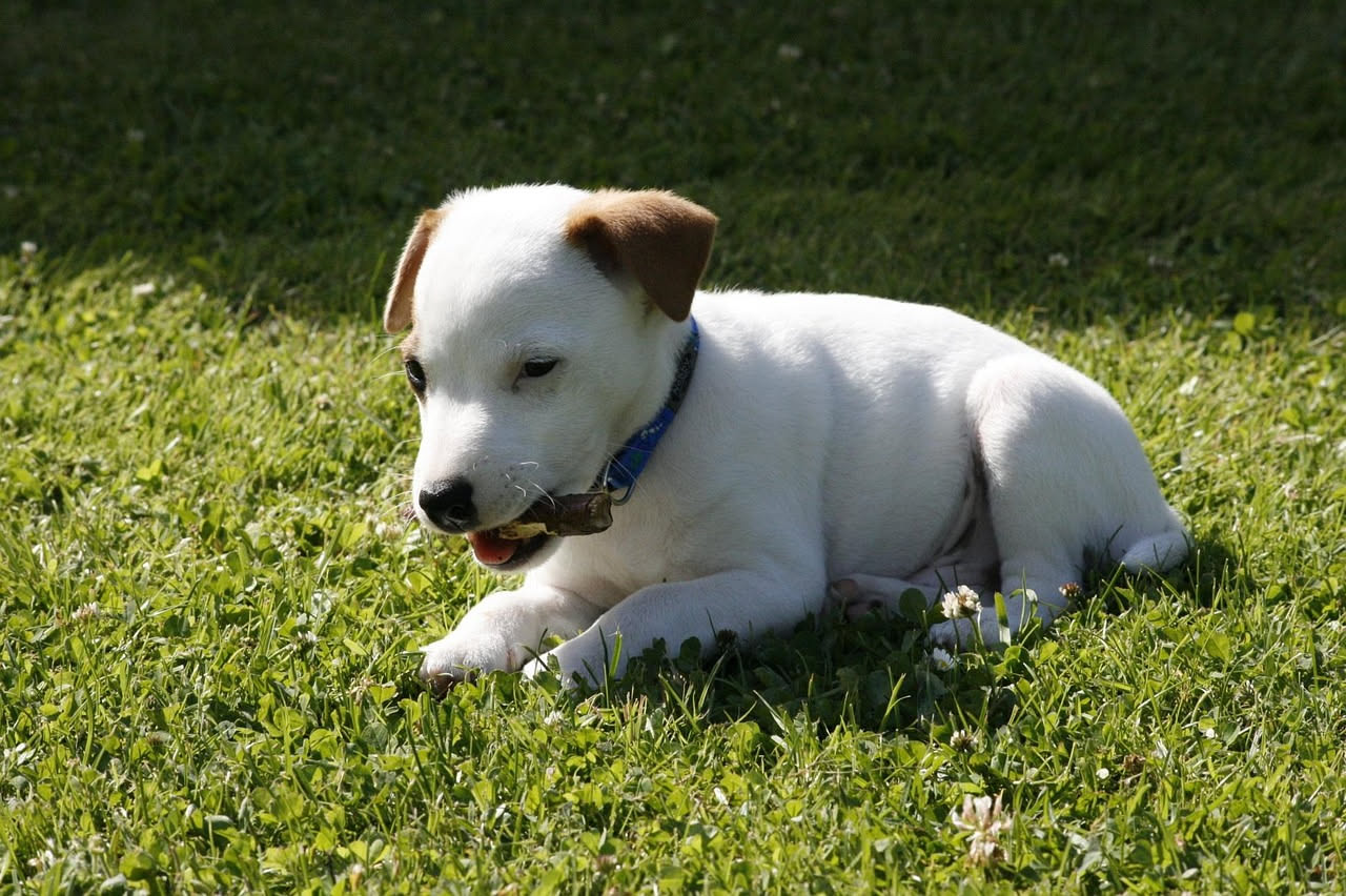Come abituare il cucciolo al collare: i consigli pratici