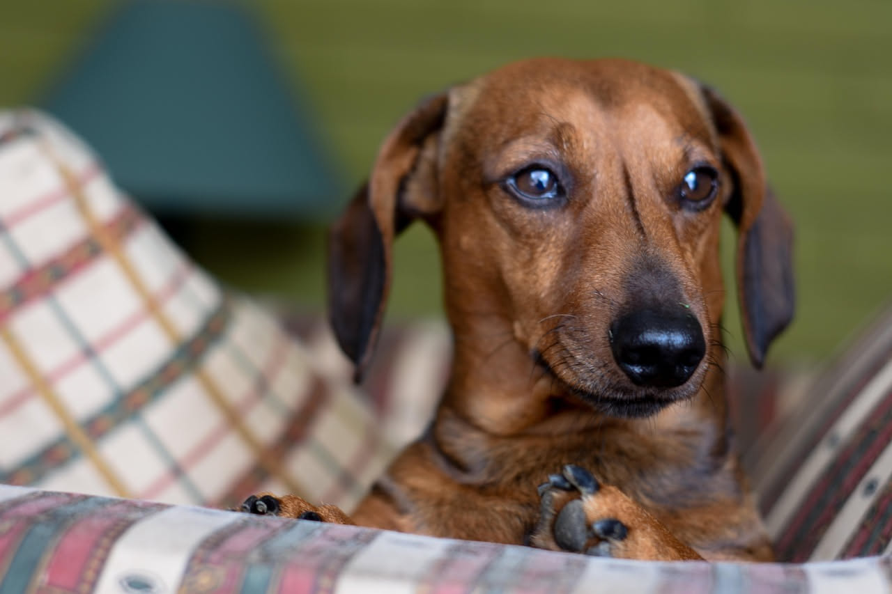 Cane di media taglia seduto accanto a una finestra luminosa in un appartamento arredato, con coperta e giocattoli sul pavimento