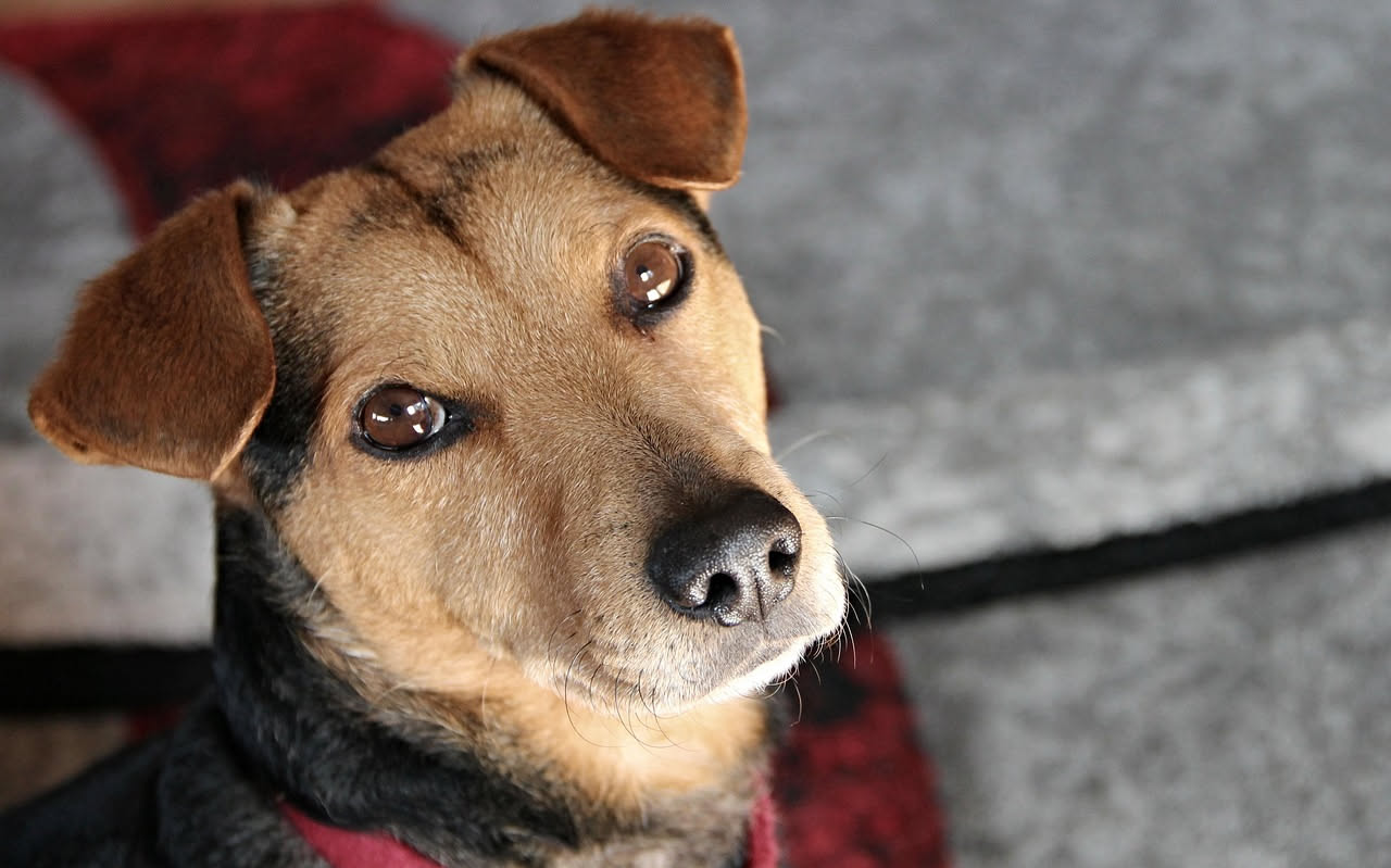Come abituare il cane a un lungo viaggio in auto: i consigli