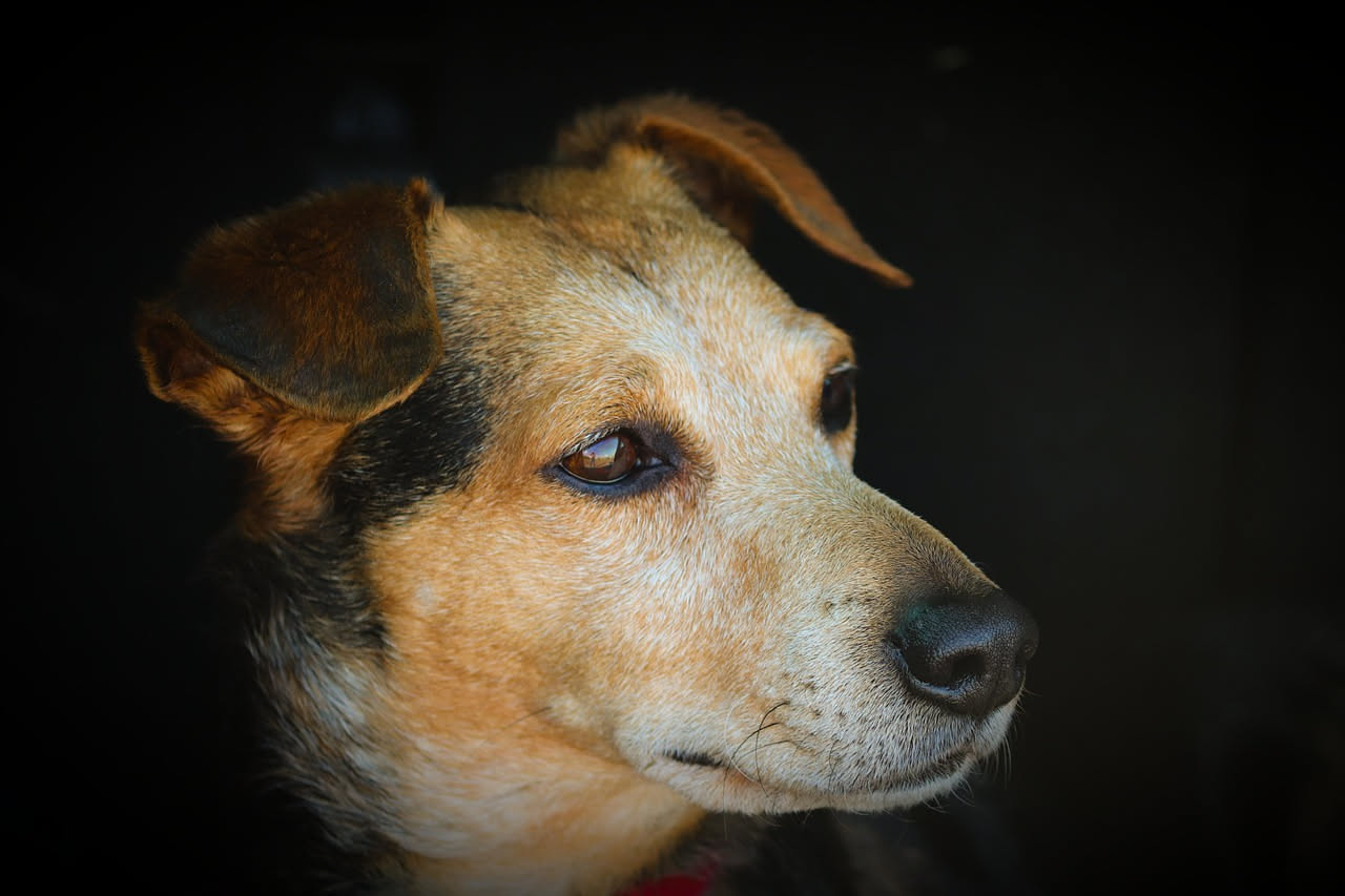Cane di taglia media seduto serenamente all'interno di un'automobile, con cinture di sicurezza e protezioni, guardando serenamente fuori dal finestrino durante il viaggio