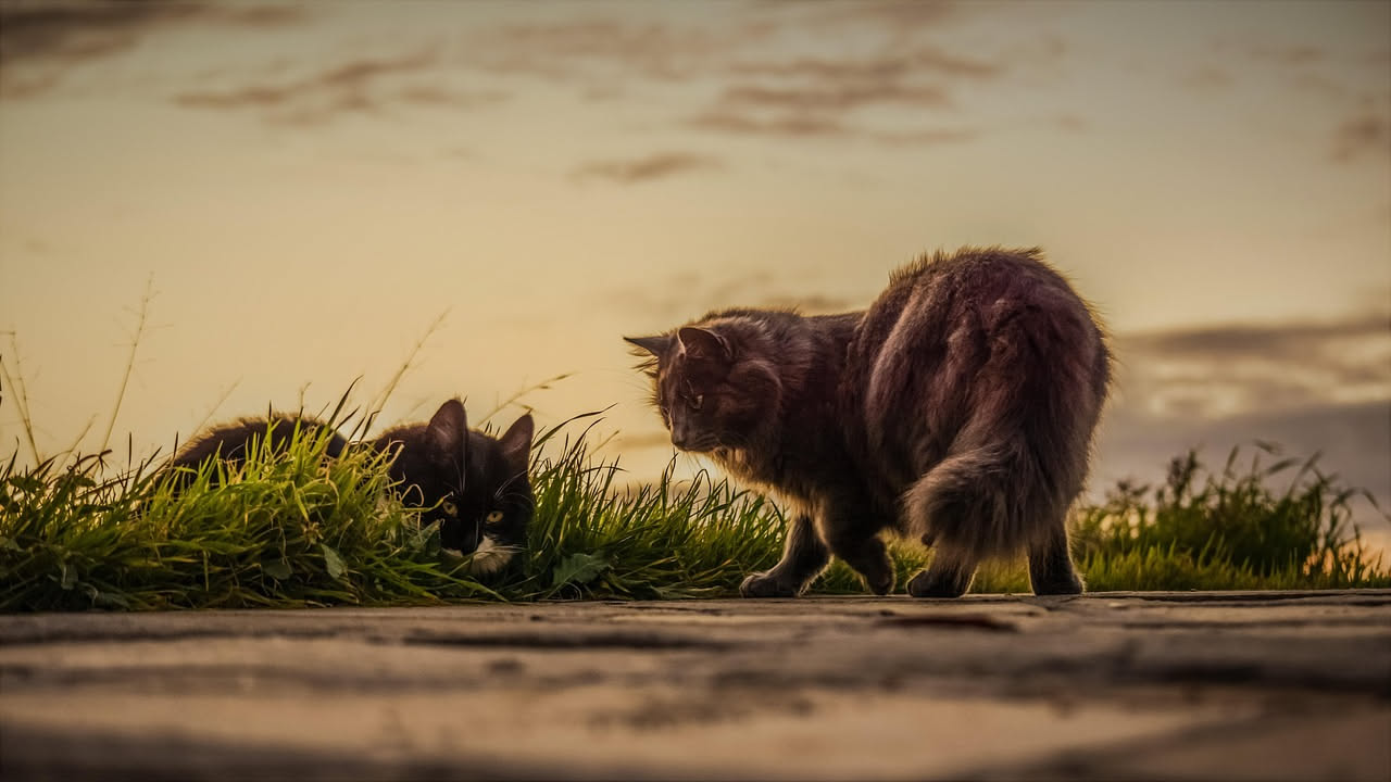 Come abituare il cane a stare con il gatto: i consigli pratici