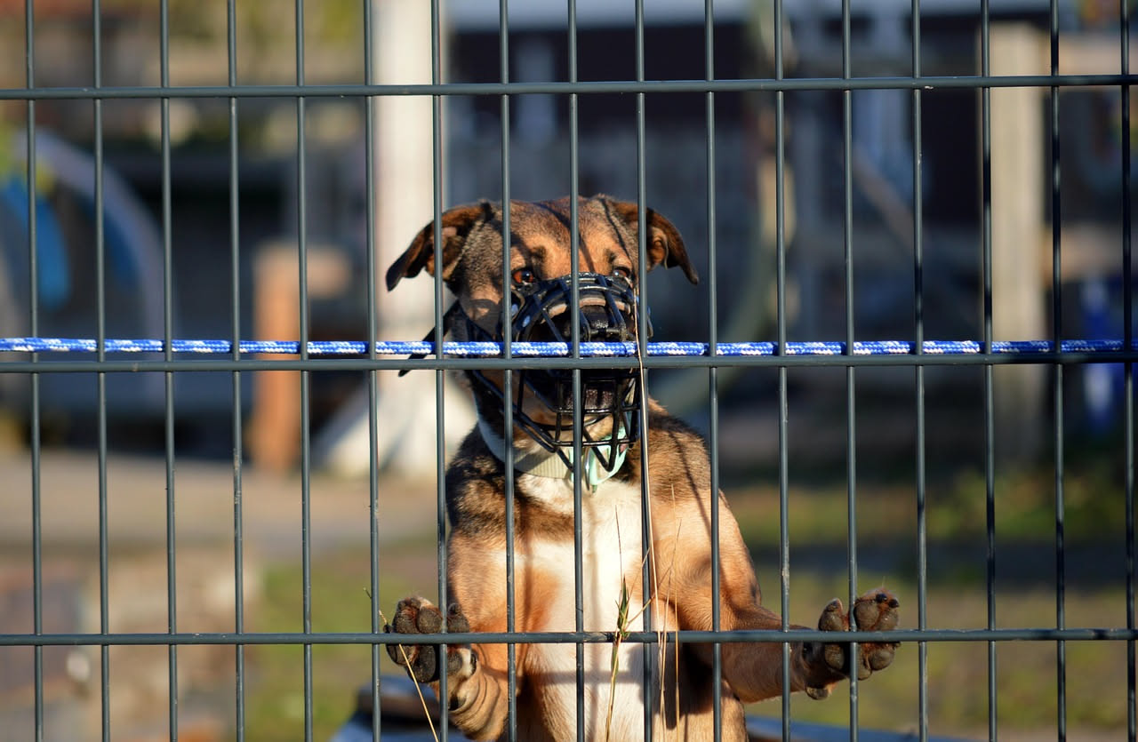 Come abituare il cane alla museruola: i consigli pratici