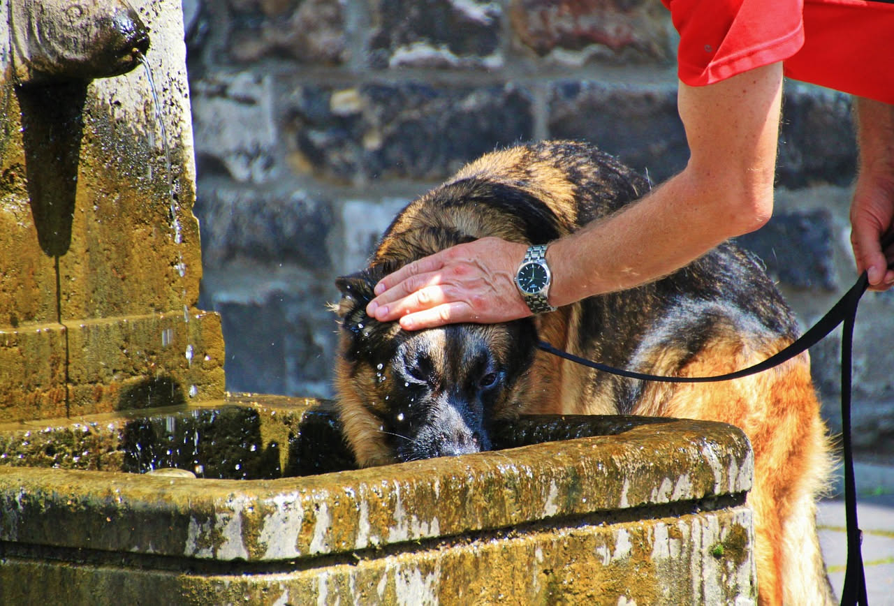 Come far bere di più il cane col caldo: i consigli utili
