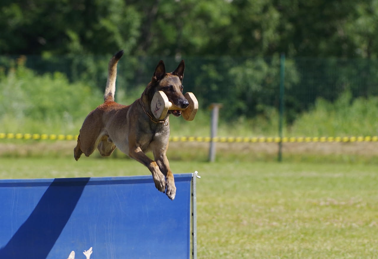 Come far fare esercizio al cane col caldo: la guida