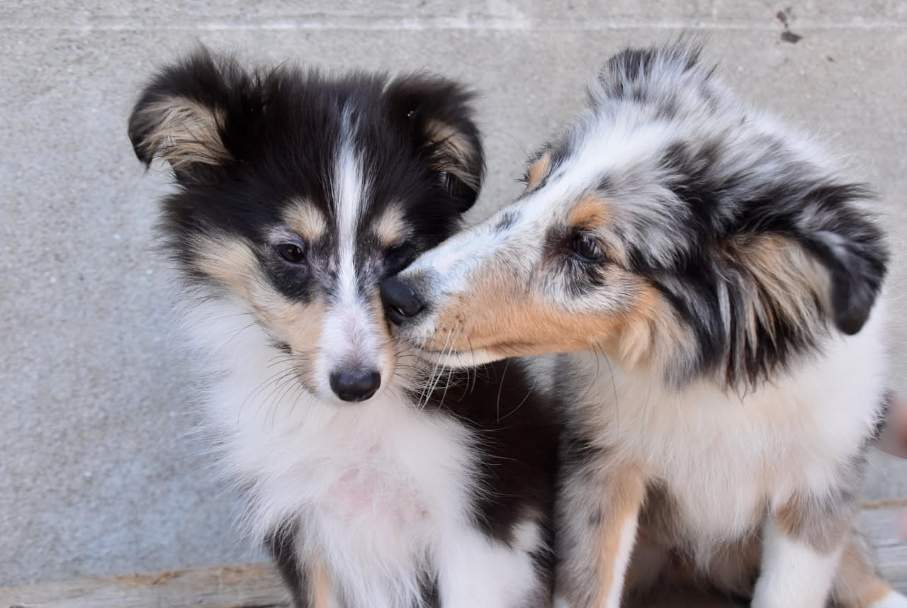 Come far socializzare il cucciolo con altri cani: i consigli