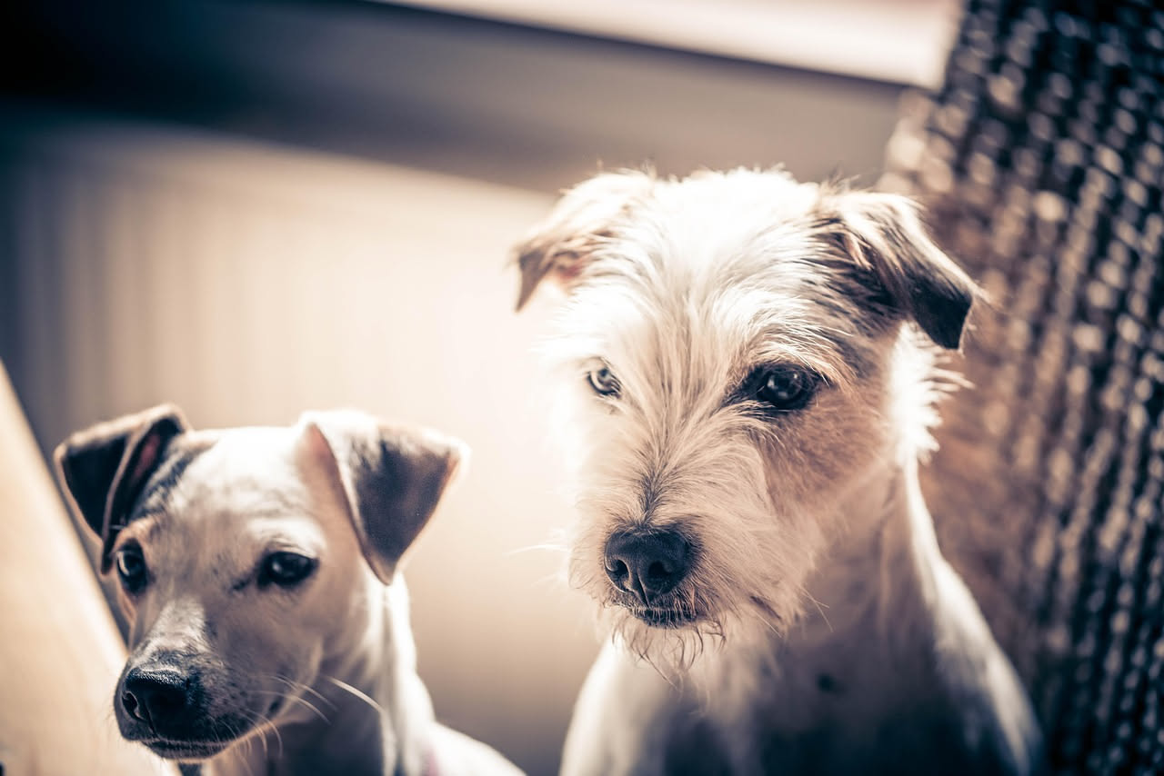 Come gestire due cani nello stesso spazio: i consigli