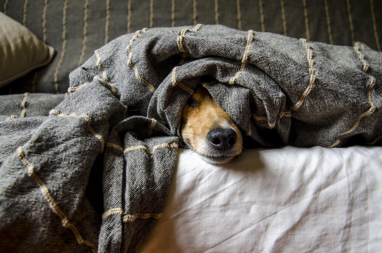 Come gestire il cane durante i temporali estivi: i consigli
