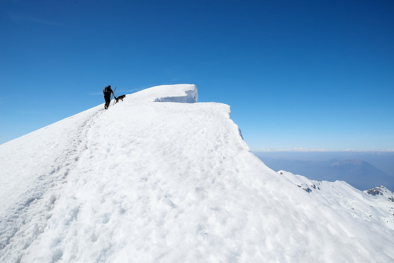 Come gestire il cane in montagna d'estate: la guida