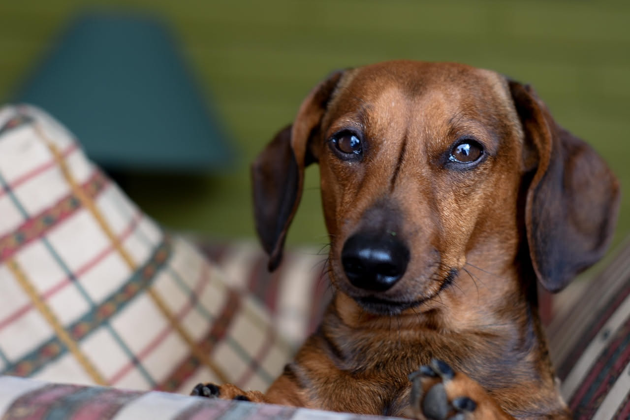 Come gestire il cane con gli ospiti in casa: i consigli