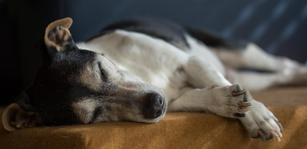 Come gestire un cane anziano col caldo: i consigli utili