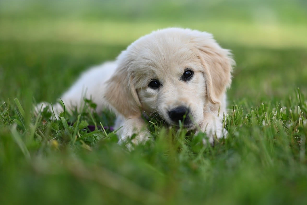 Come gestire un cucciolo iperattivo: i consigli utili