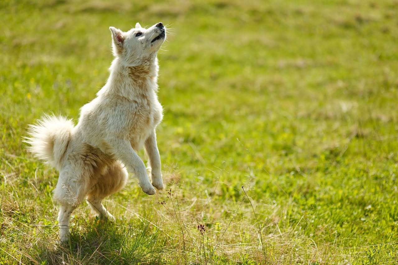 Come insegnare al cane a non saltare addosso: i consigli