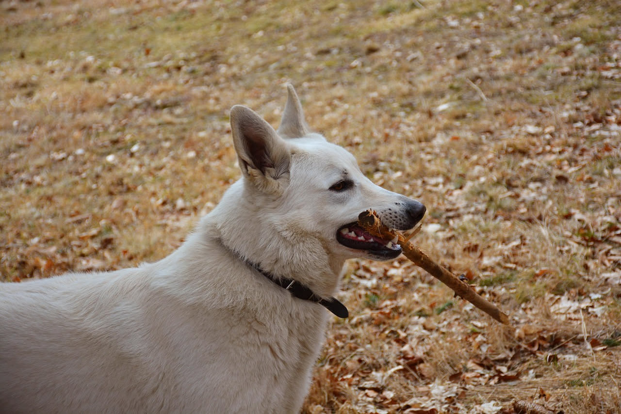 Come insegnare al cane a portare il gioco: i consigli