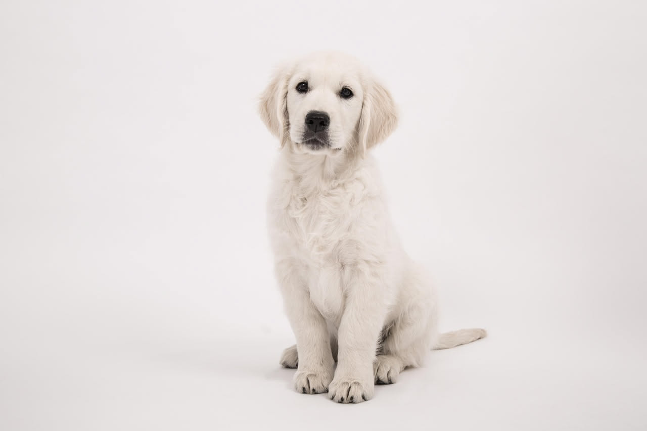 Come insegnare al cane a stare seduto: i consigli pratici
