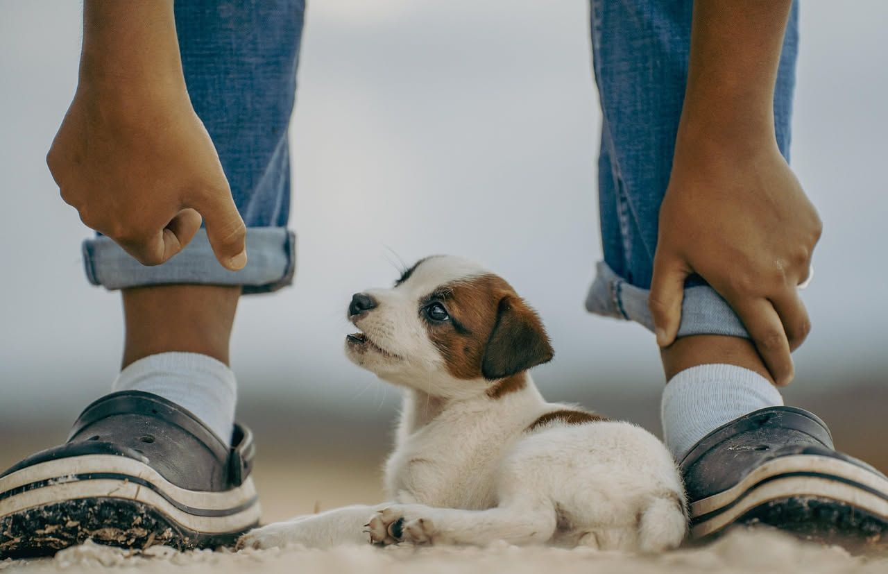 Come insegnare il richiamo al cane: i consigli pratici