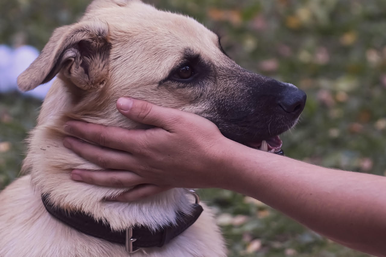 Come insegnare il resta al cane: la guida passo passo