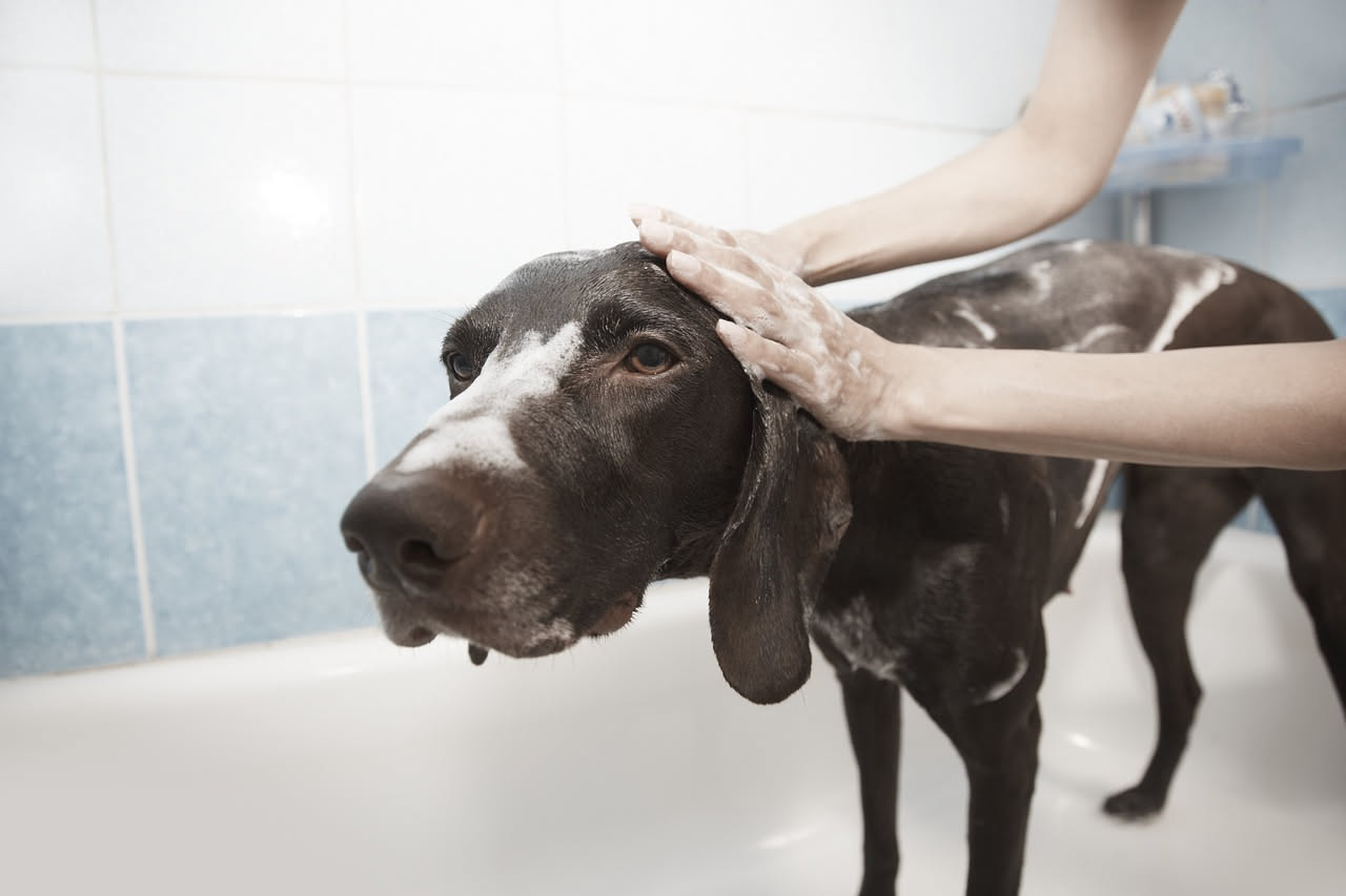 Come lavare il cane nel modo giusto: la guida