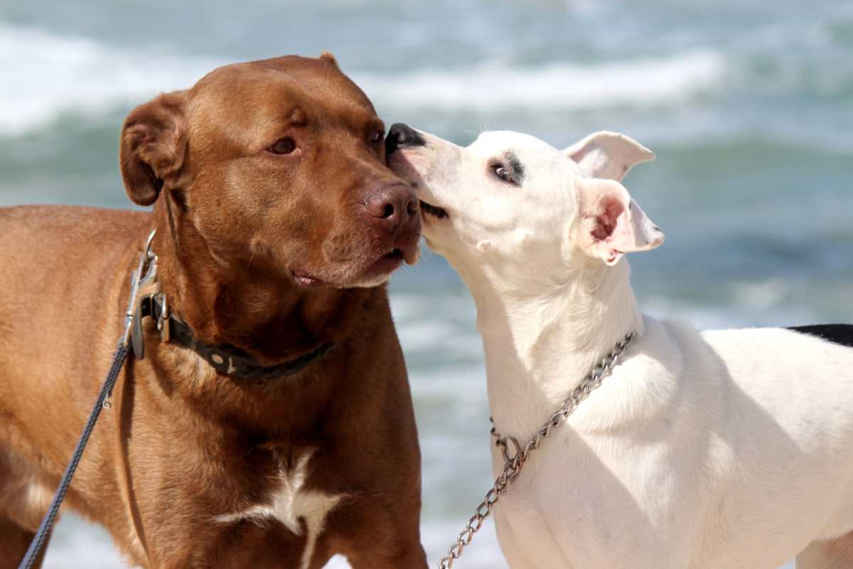 Come portare il cane in spiaggia in sicurezza: i consigli