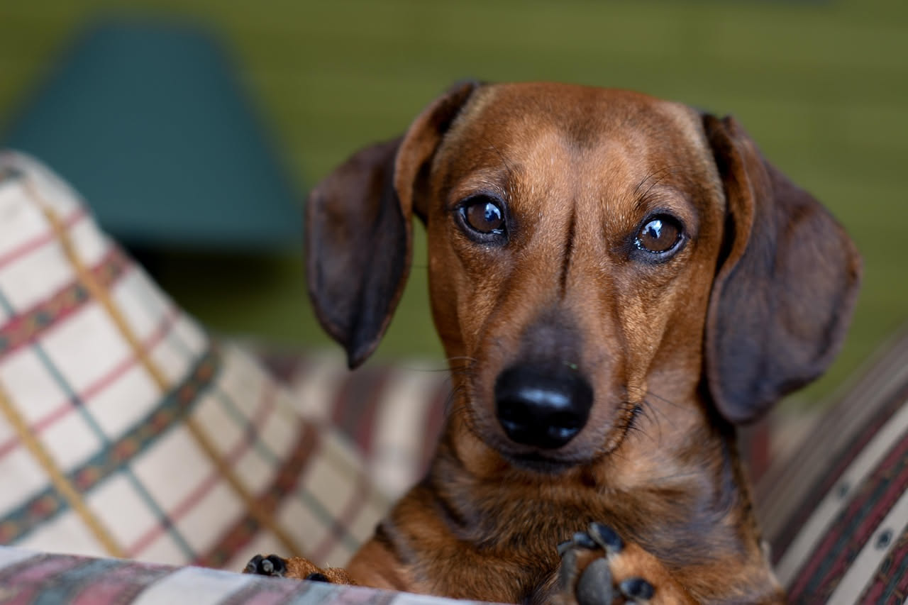 Come preparare il cane a un trasloco: i consigli utili