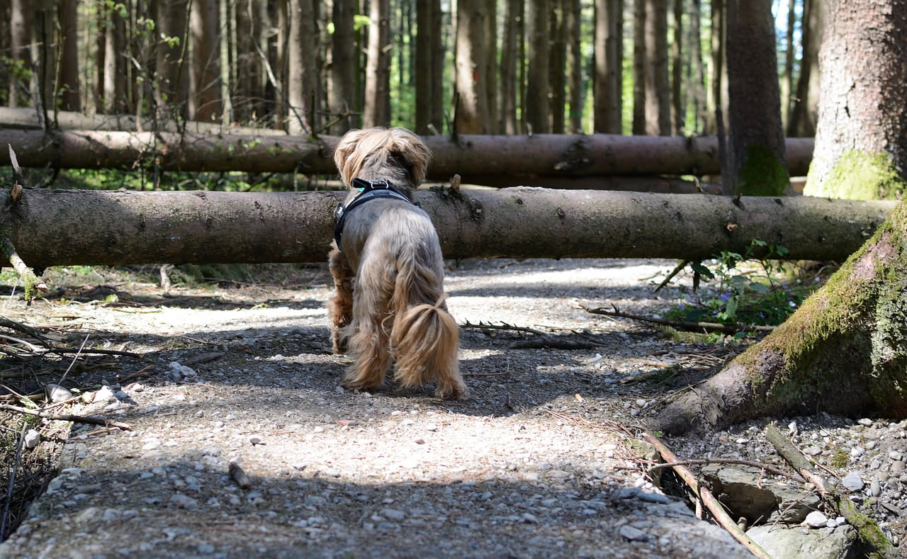 Come proteggere il cane in campeggio: i consigli pratici