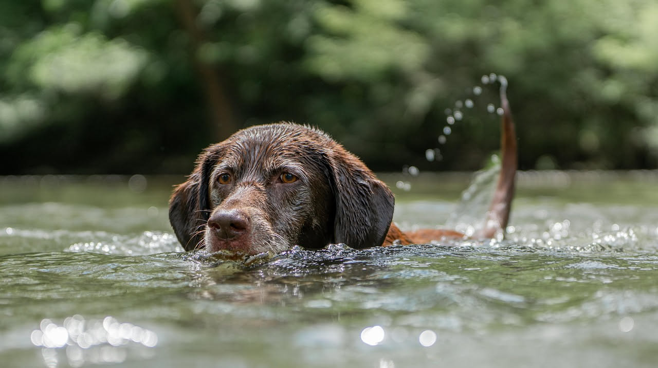 Come proteggere il cane dal cloro della piscina: la guida