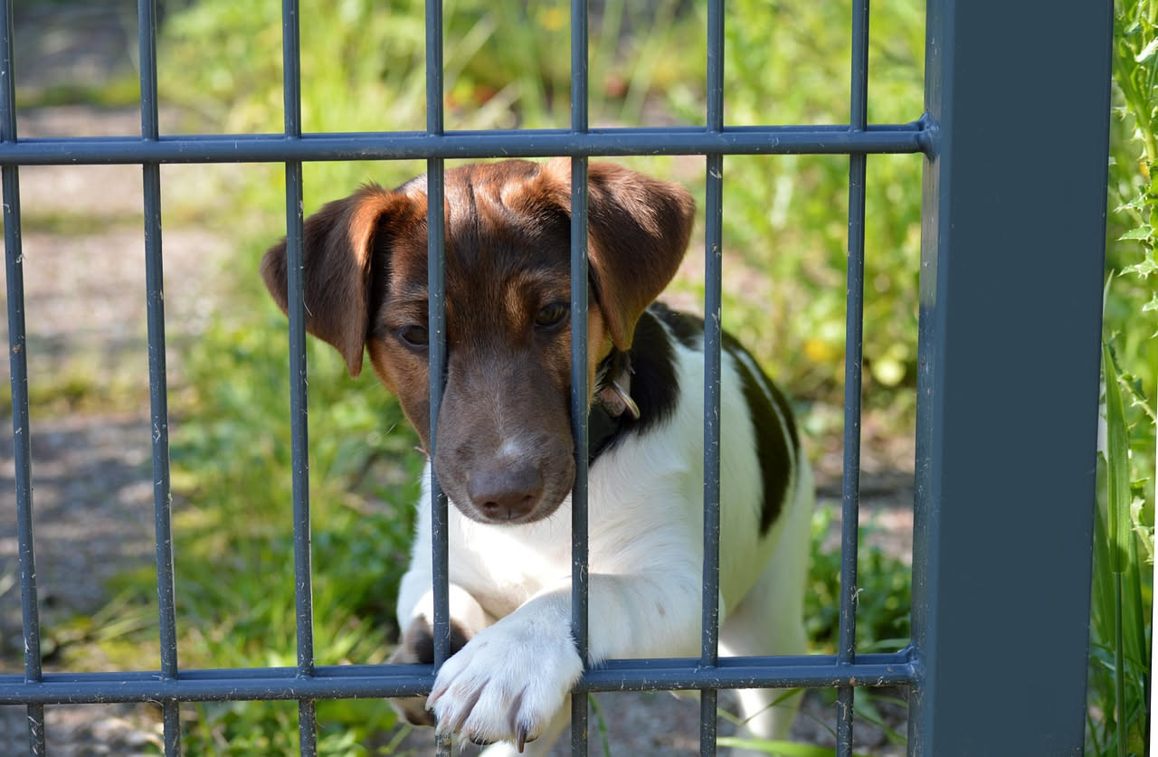 Come proteggere il cane dai bocconi avvelenati: la guida
