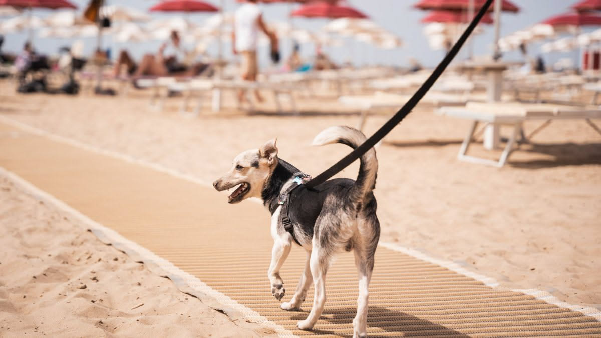 Cane di taglia media sdraiato su un pavimento fresco in ombra, con una ciotola d'acqua fresca vicino, in una stanza ventilata con finestre aperte