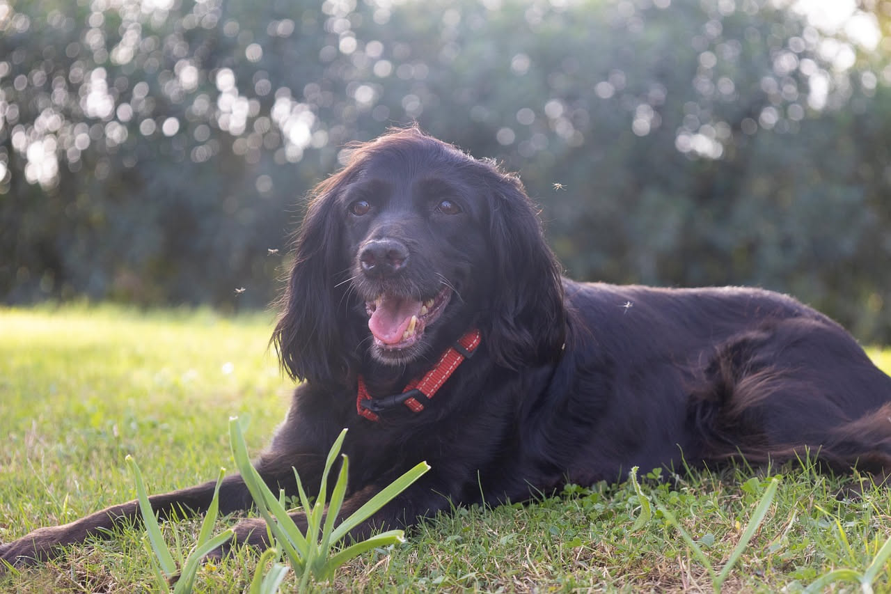 Come proteggere il cane dalle zecche in campagna: la guida