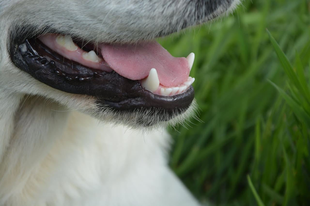 Come pulire i denti del cane: la guida passo passo
