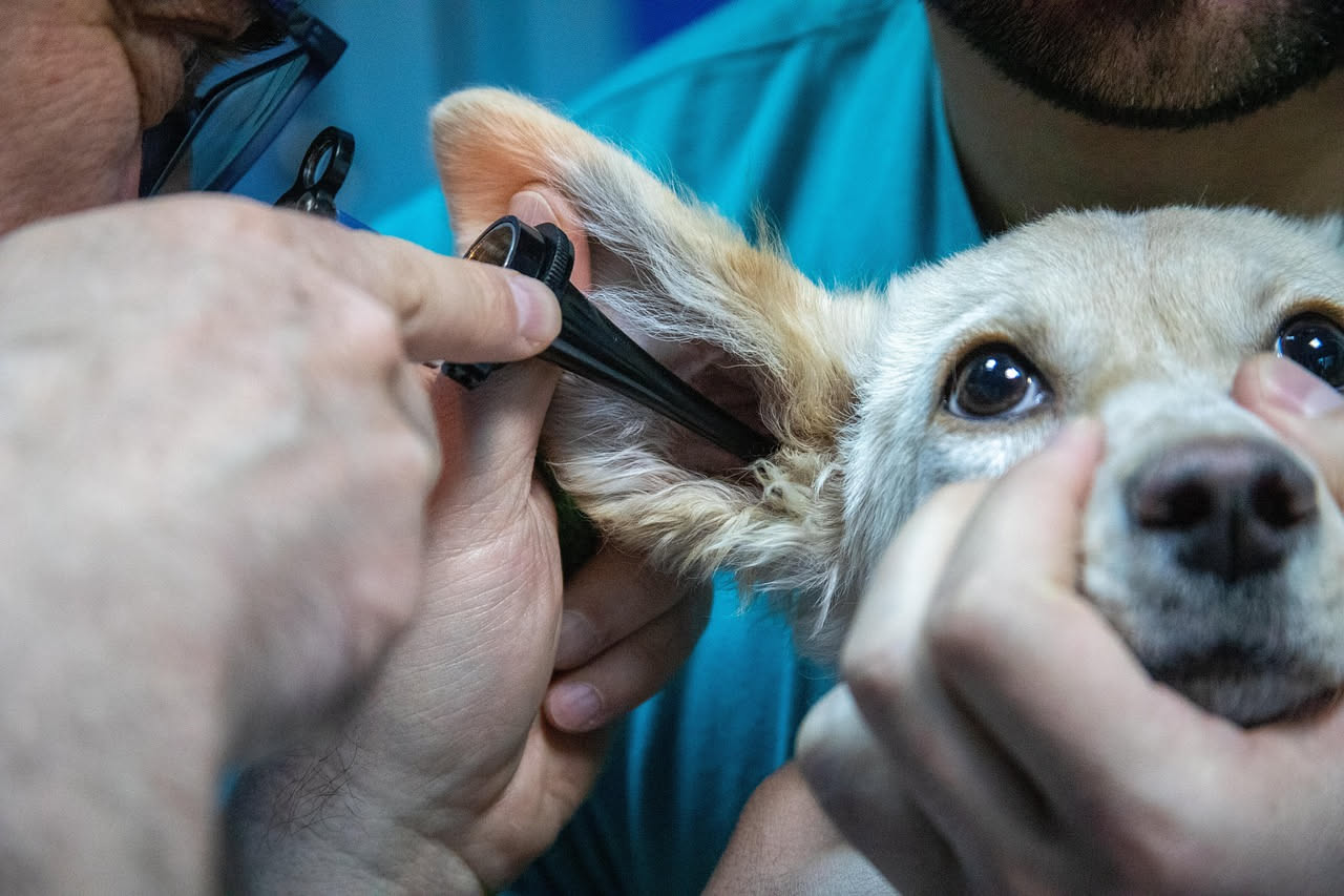 Come pulire le orecchie del cane: la guida passo passo