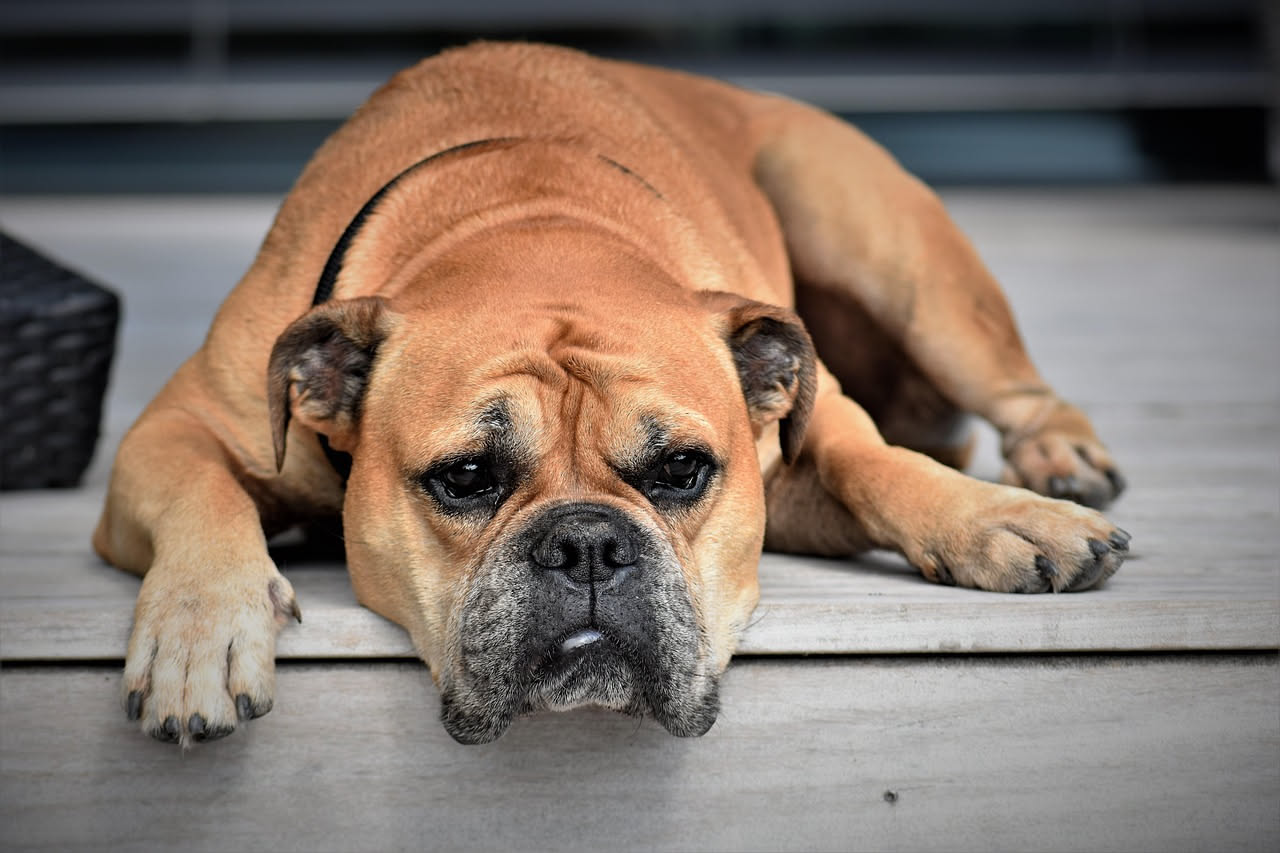 Come riconoscere se il cane ha caldo: i segnali