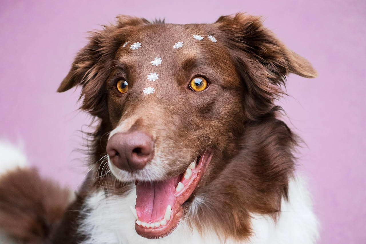 Come riconoscere un'allergia alimentare nel cane: la guida