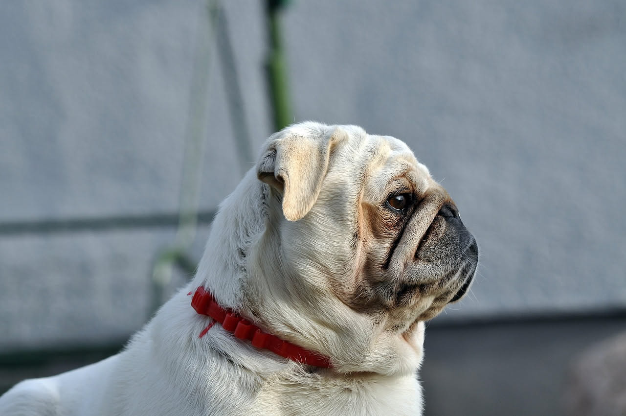 Come riconoscere un cane in sovrappeso: la guida pratica