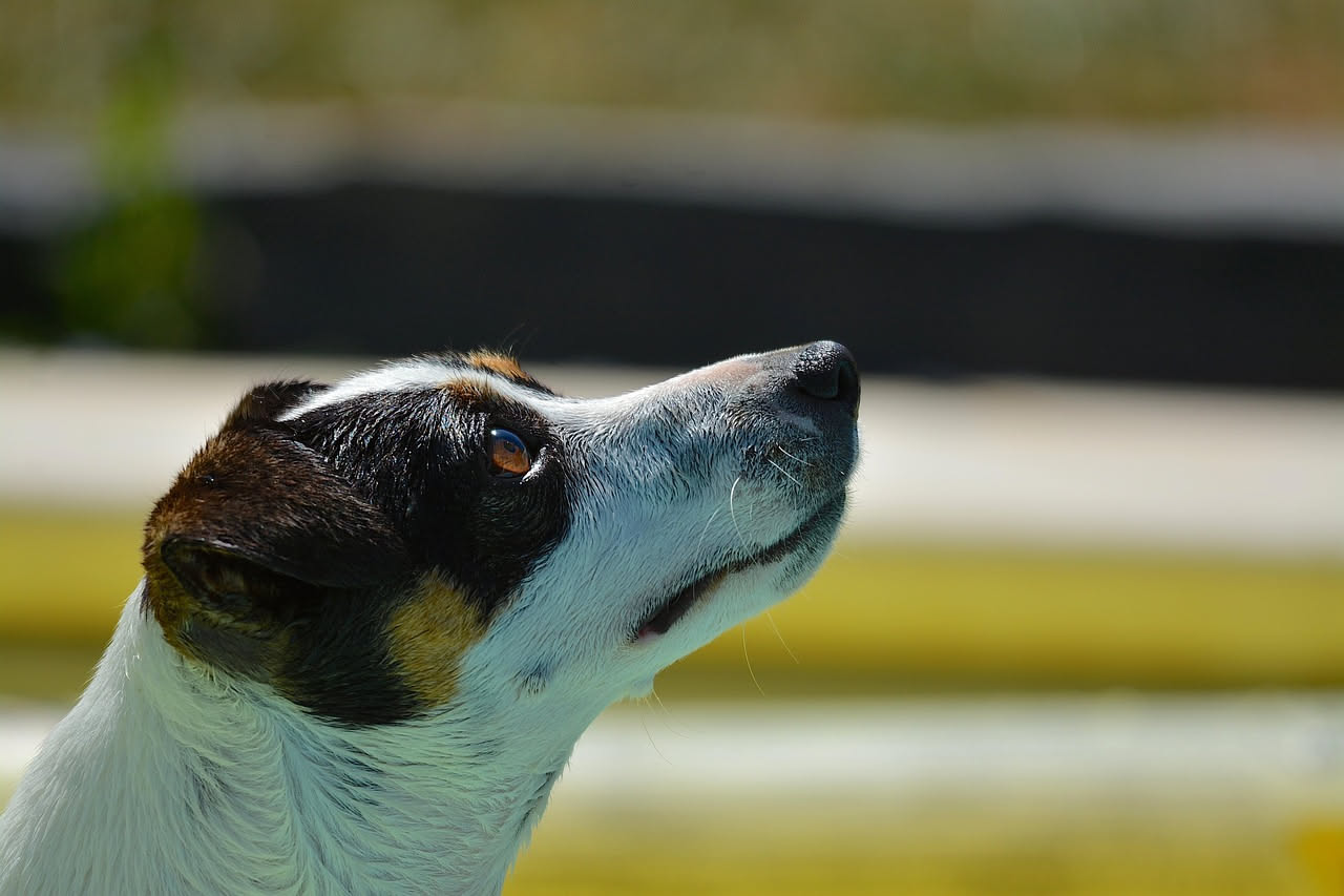 Come riconoscere un colpo di calore nel cane: cosa fare