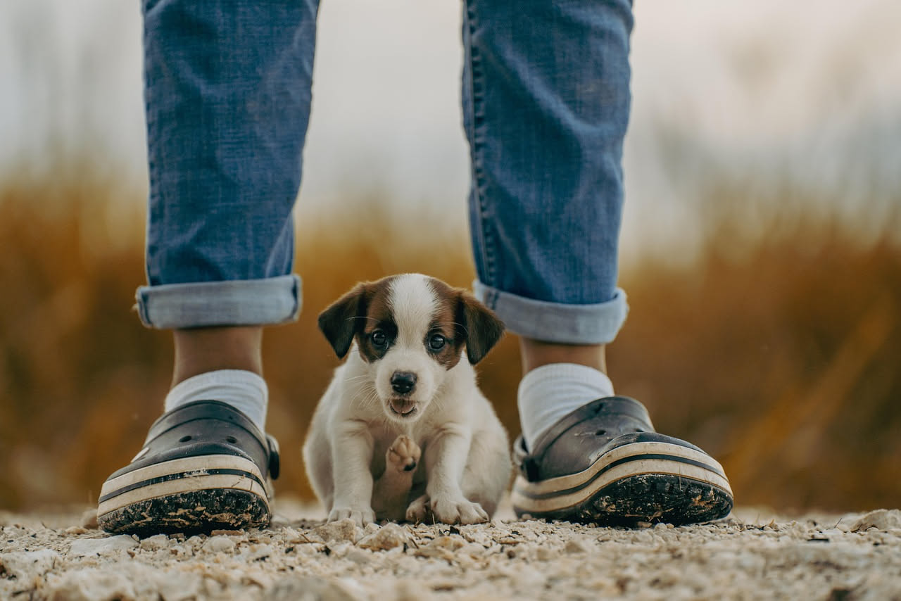 Cane marrone che guarda verso l'alto, con fiori di camomilla sullo sfondo, rappresentazione serena di un animale in salute protetto da parassiti