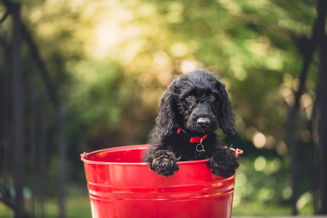 Come scegliere la ciotola giusta per il cane: la guida