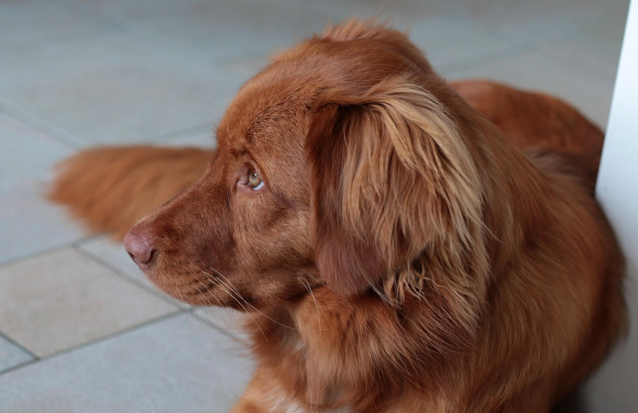 Come spazzolare il cane a pelo lungo: la guida pratica