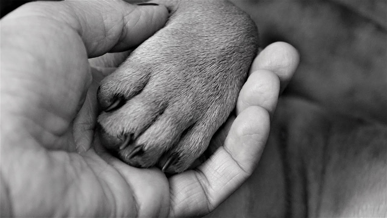 Come tagliare le unghie al cane in sicurezza: la guida