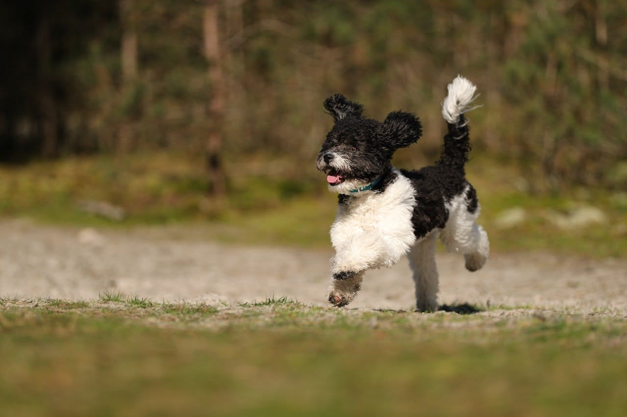 Da dove arriva il Lagotto Romagnolo: le origini del cane da tartufi