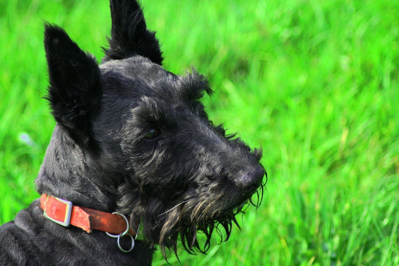 Da dove arriva lo Schnauzer: le origini bavaresi