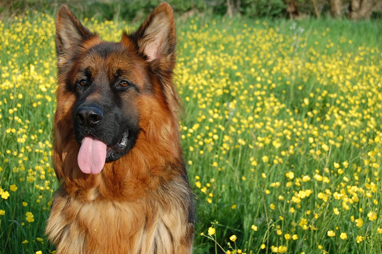 Da dove arriva il Leonberger: le origini tedesche della razza
