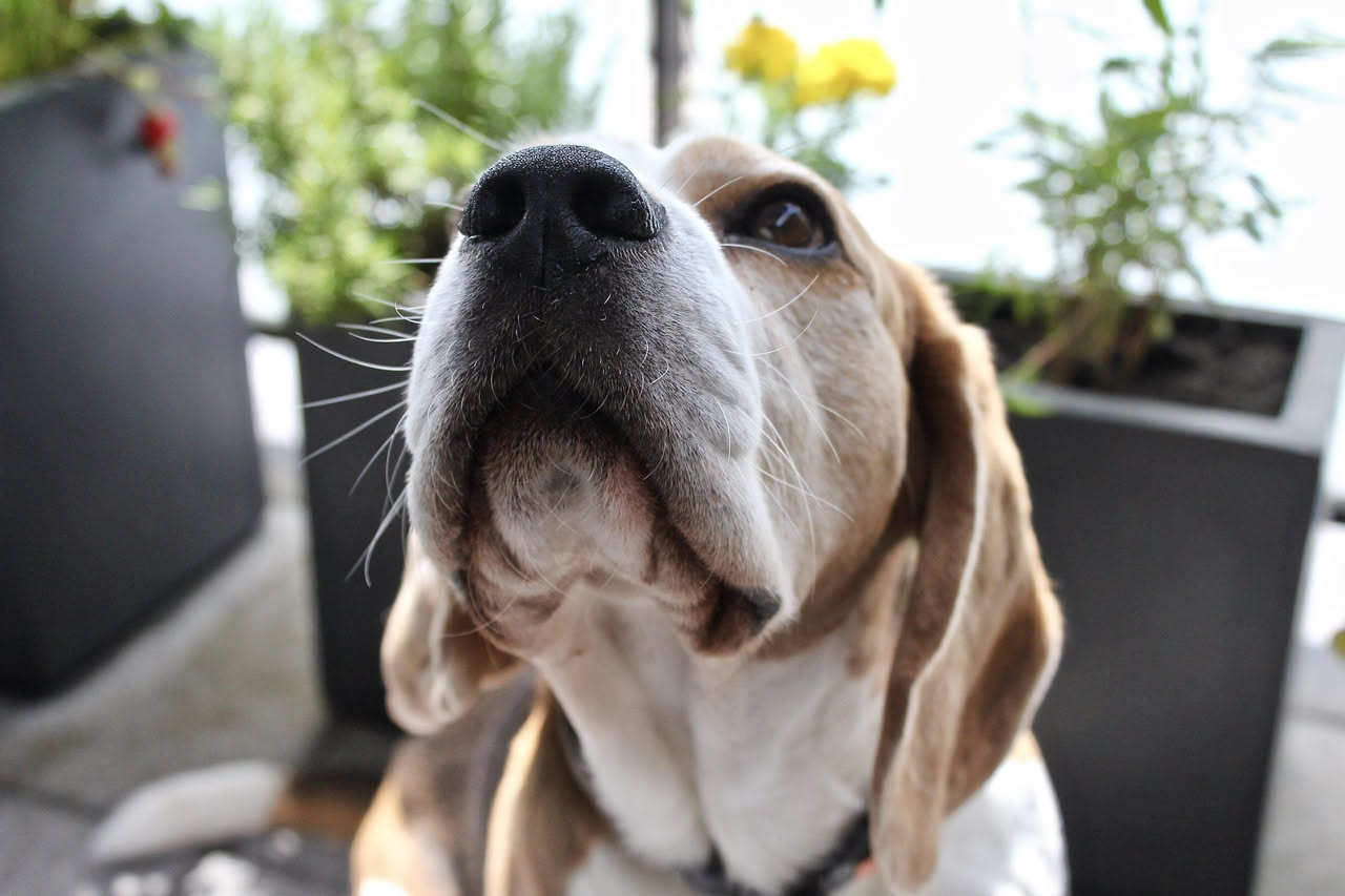 Da dove arriva il Basset Hound: le origini del cane francese