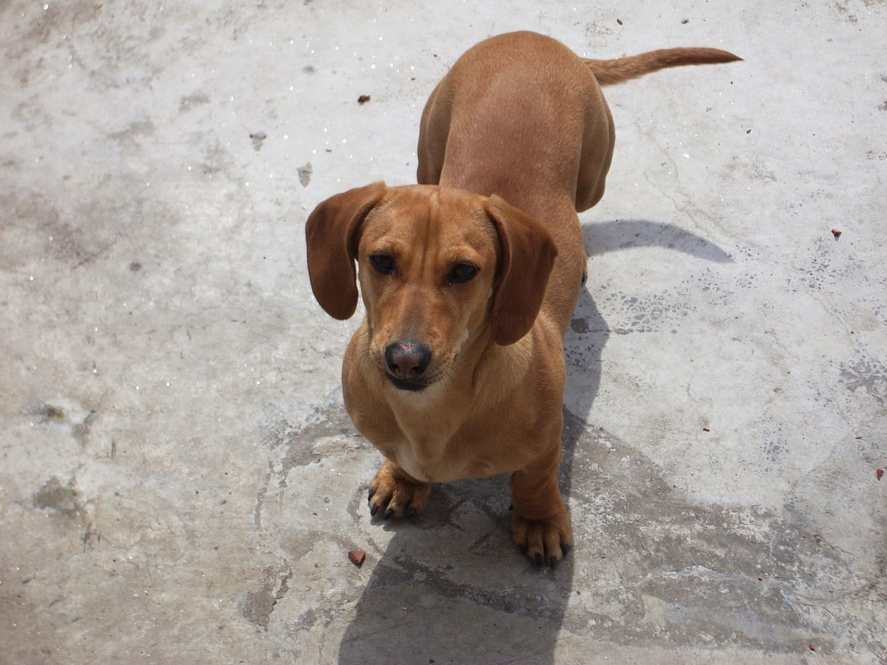 Da dove arriva il Cane dei Faraoni: le origini antiche