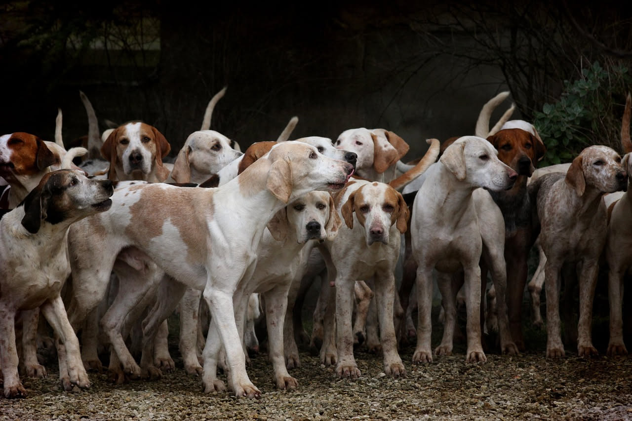 Da dove arriva il Pointer Inglese: le origini del cane da ferma