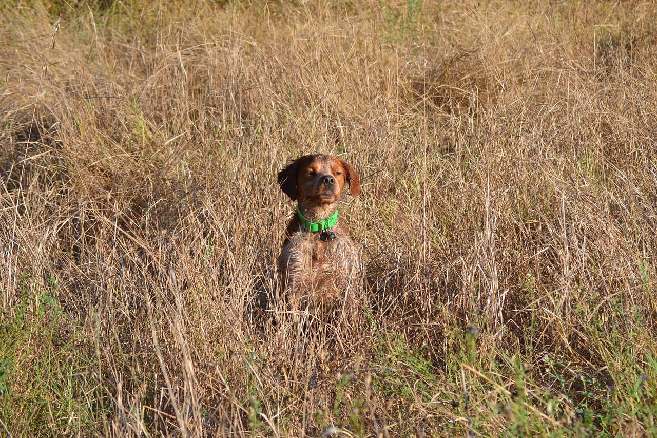 Da dove arriva il Setter Irlandese: le origini della razza