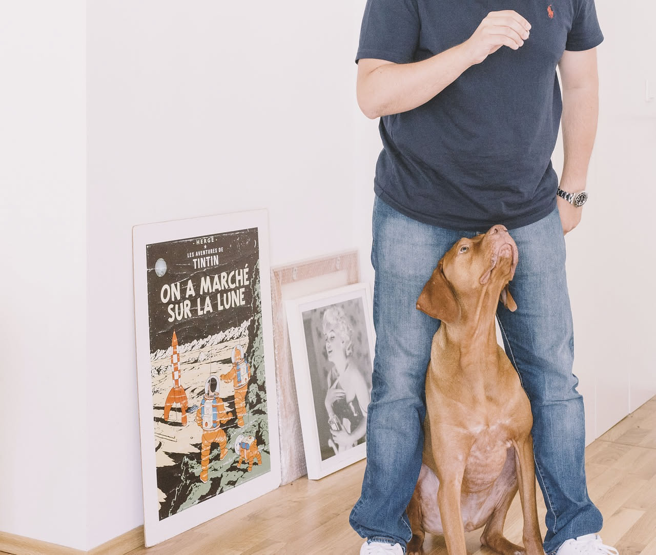 Da dove arriva il Vizsla: le origini del cane dorato