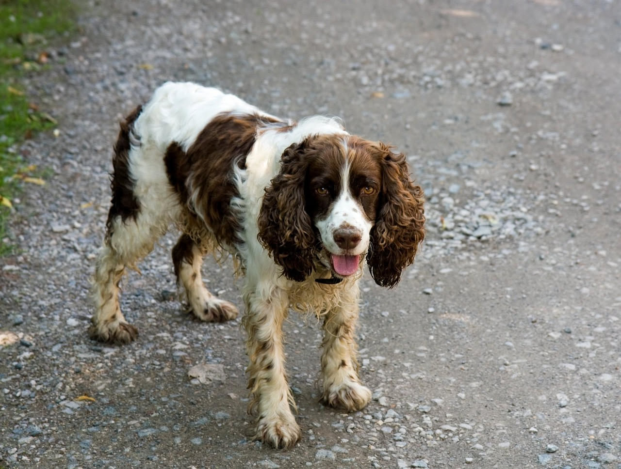 Springer Spaniel bianco e marrone seduto in un giardino inglese con fiori, sguardo attento e orecchie pendenti caratteristiche della razza